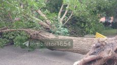 Шквалы в Харькове: деревья упали на детплощадку, в зоопарке и саду Шевченко 📹