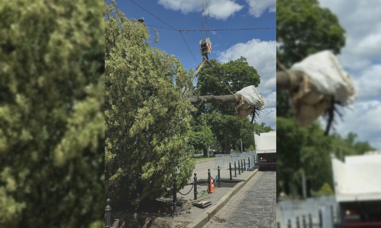 Большую липу выкопали в центре Харькова – зачем (фото)