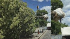 Большую липу выкопали в центре Харькова – зачем (фото)
