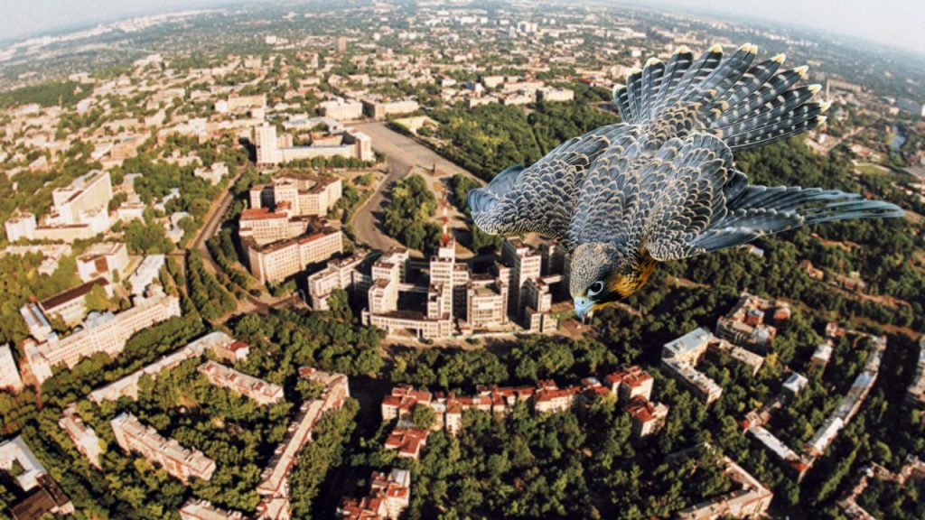 Альпийские и морские птицы живут в Харькове: кто еще «заселяется»