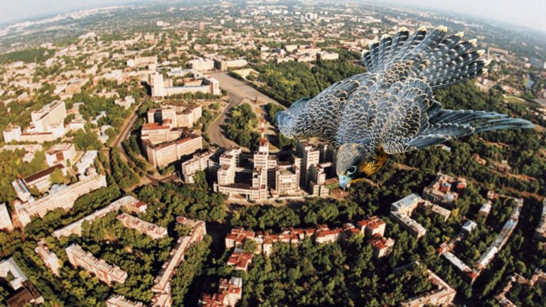 Альпийские и морские птицы живут в Харькове: кто еще «заселяется»