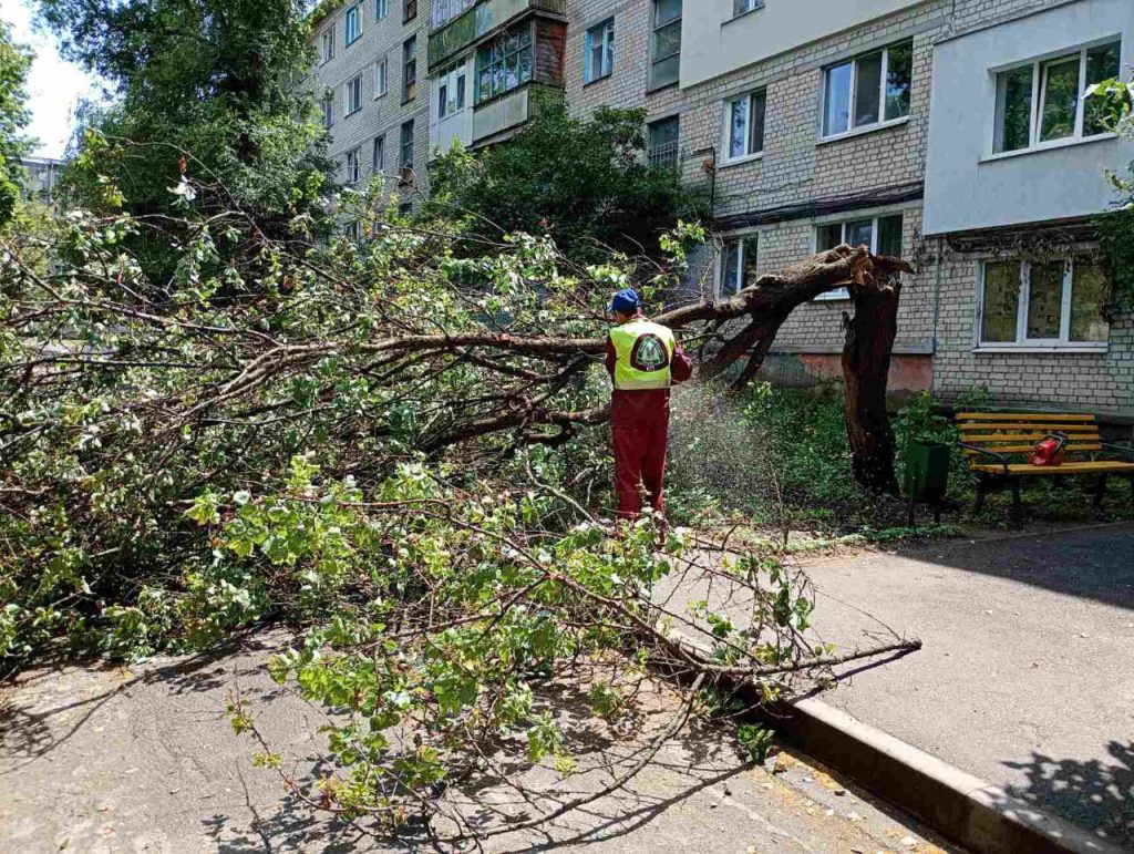 Поваленное дерево в Харькове