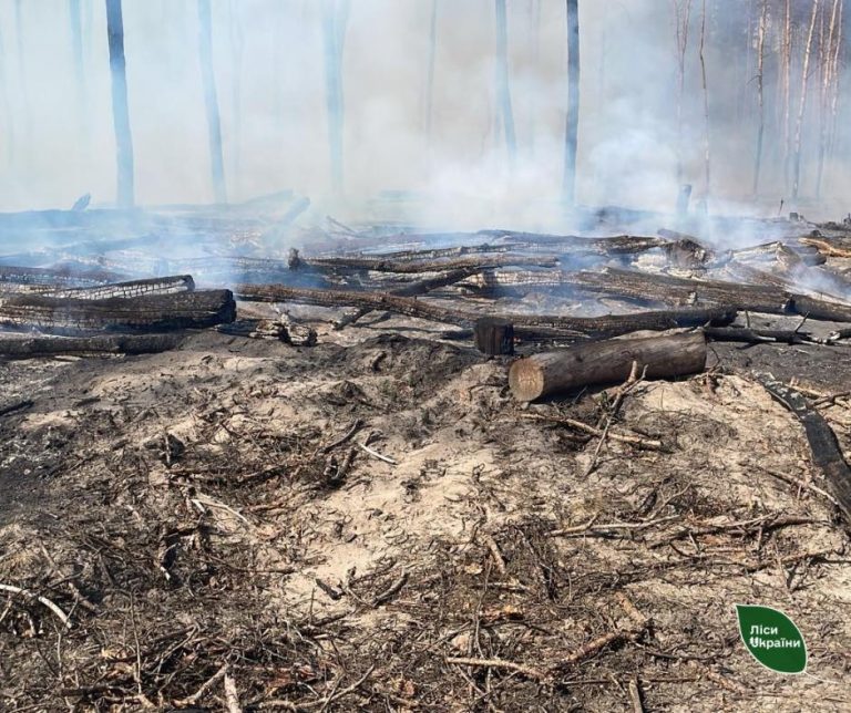 Что появится на месте выгоревших бора и лесополосы в Харькове: подробности