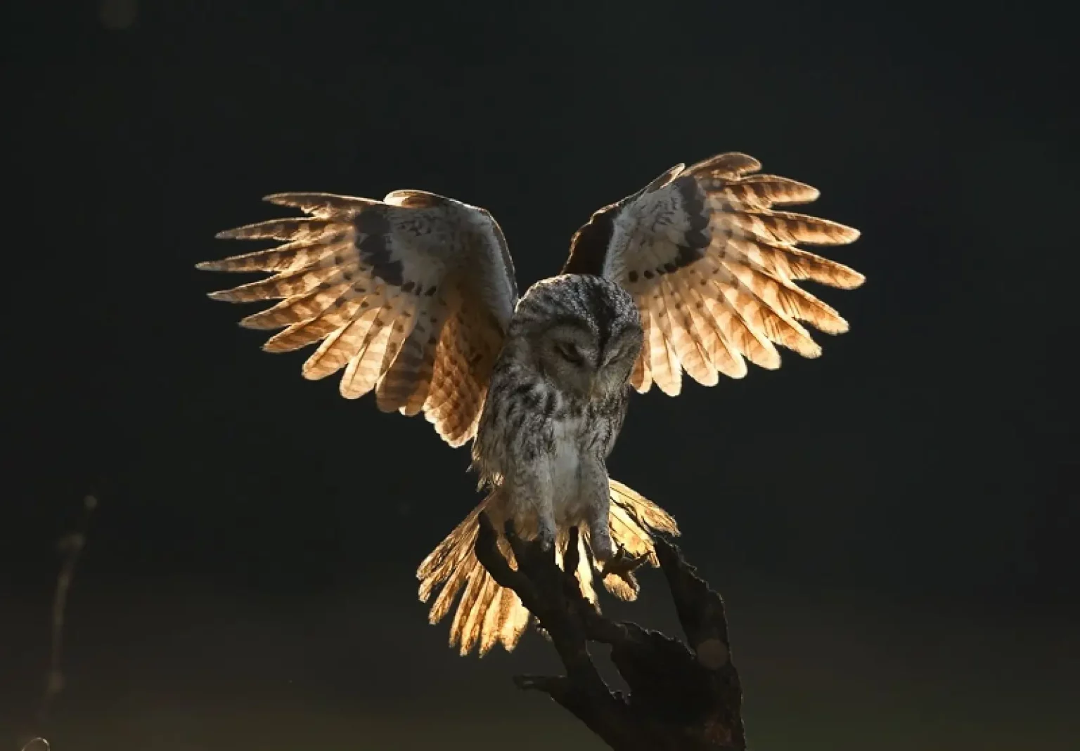 Як копи рятували сову, яка заплуталася в антидроновій сітці на Куп’янщині 📹