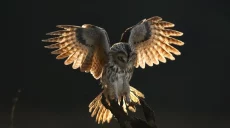 Як копи рятували сову, яка заплуталася в антидроновій сітці на Куп’янщині 📹