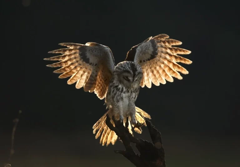 Як копи рятували сову, яка заплуталася в антидроновій сітці на Куп’янщині 📹