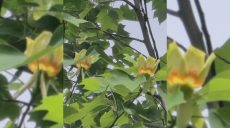 Редкое дерево расцвело в Харькове – где его можно увидеть (фото)