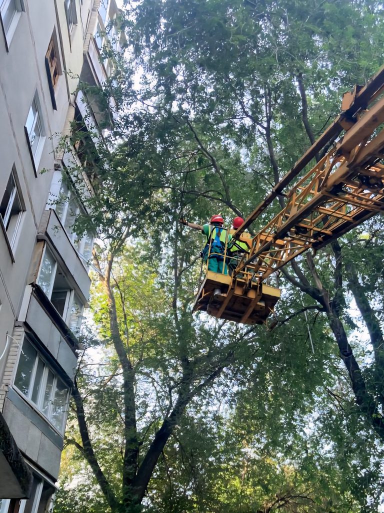 деревья срезают в Харькове