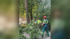 Более 20 деревьев обрезали в Харькове за несколько дней – что случилось (фото)