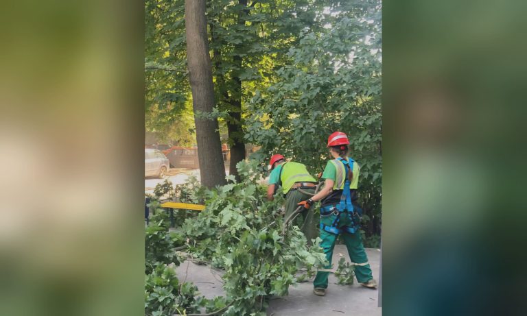 Более 20 деревьев обрезали в Харькове за несколько дней – что случилось (фото)