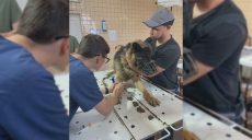 В подвале дома патрульные нашли привязанную к трубам собаку без еды и воды