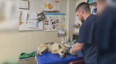 Об опасности предупреждают владельцев собак из микрорайона «Горизонт»