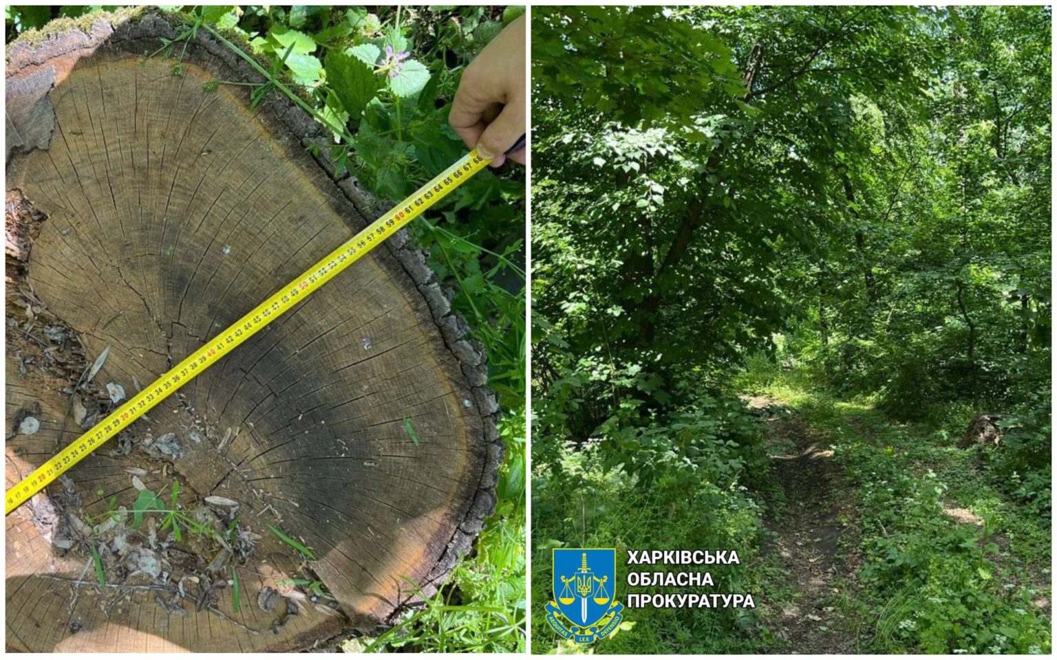 На Харьковщине в 2023 году незаконно рубили лес: кто будет отвечать в суде