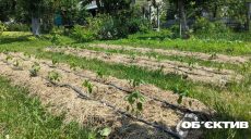 Засуха: на Харьковщине запретили полив огородов из водопровода без счетчиков