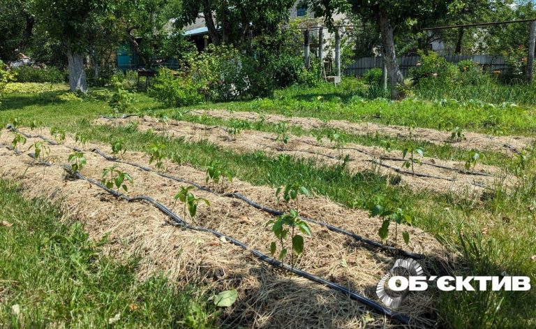 Посуха: на Харківщині заборонили полив городів з водопроводу без лічильників