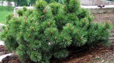 Какие деревья и кустарники собираются купить для Харькова за 10 млн грн