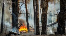 Лес в Харьковской области тушили сутки: горели 12 га (фото)