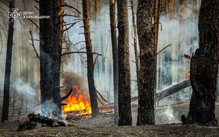 Лес в Харьковской области тушили сутки: горели 12 га (фото)