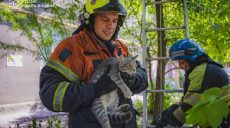 В Харькове спасли напуганного кота, застрявшего на дереве — фото, видео