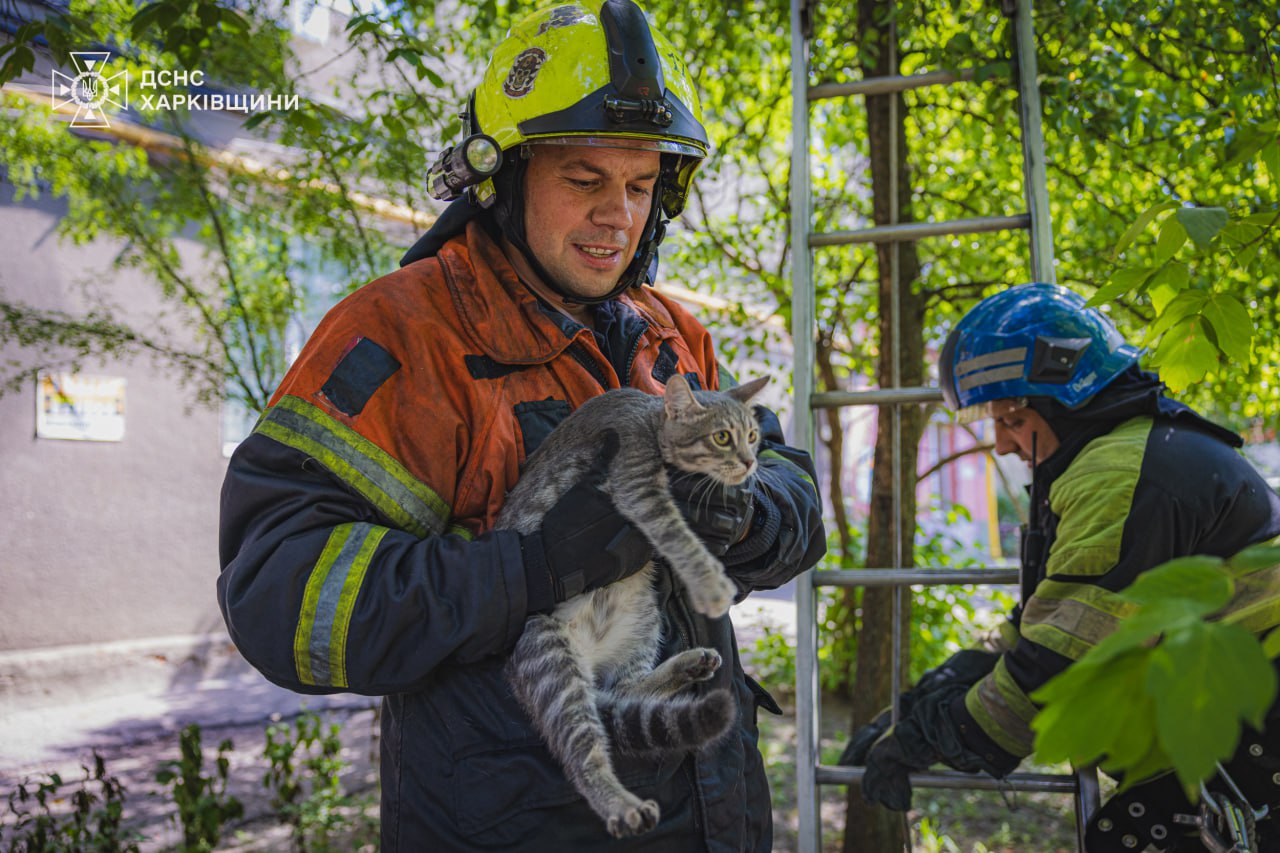 В Харькове спасли напуганного кота, застрявшего на дереве — фото, видео