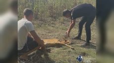 Косуля оказалась в ловушке на Харьковщине: кто ее спас