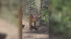 «У нас хорошие новости»: кто родился в экопарке под Харьковом (видео)