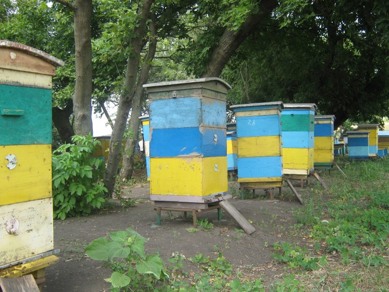 Россияне давили харьковские ульи гусеницами танков и БТРов