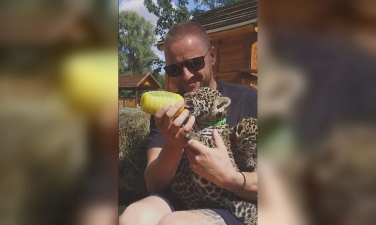 «Еще одна замечательная новость»: в экопарке показали малышей-ягуаров (видео)