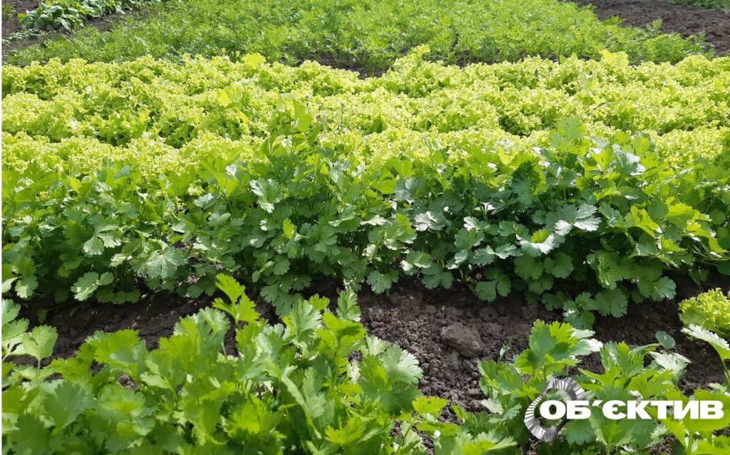 Что сеять осенью: советы огородникам