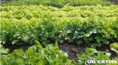 Что сеять осенью: советы огородникам