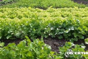 Зелень растет на огороде