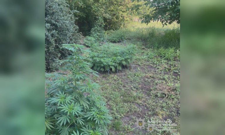 Во дворе на Харьковщине выращивали коноплю: растения нашел дрон (фото)