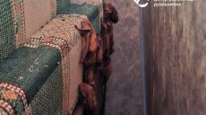 «Квартира стала кладбищем» для двух сотен рукокрылых в Харькове (видео)