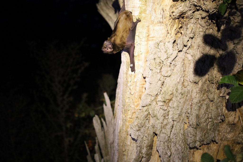 летучая мышь на Харьковщине