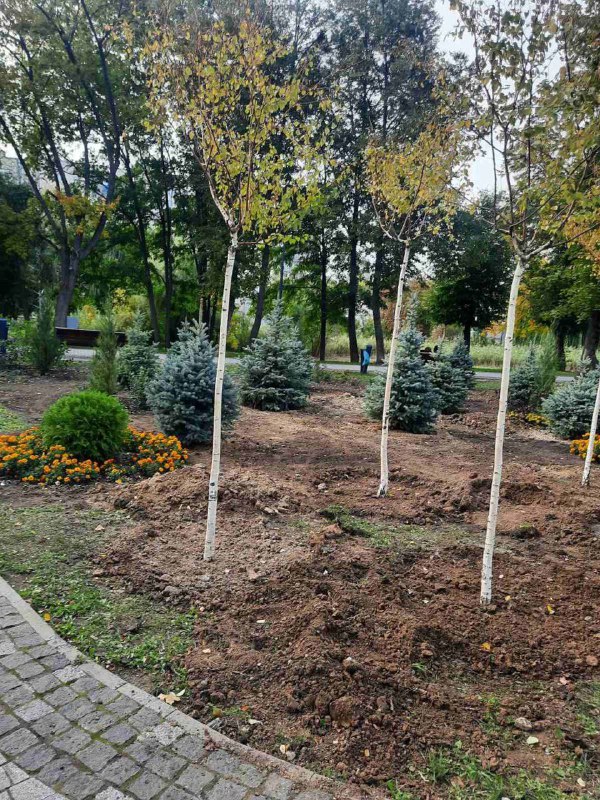 редкие деревья в Харькове