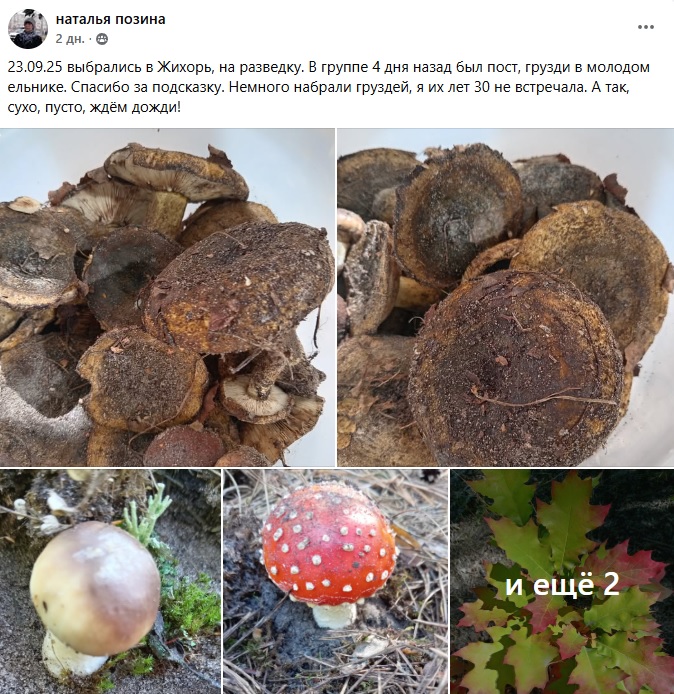 грибы Харьковщина