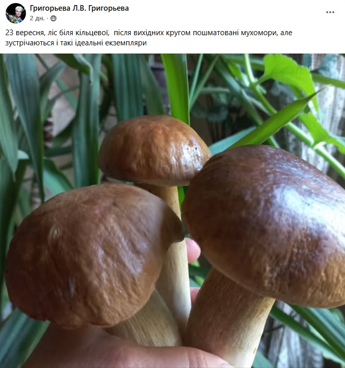 грибы Харьковщина