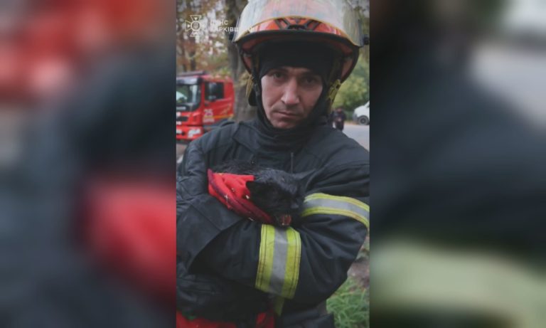 Кожне життя має значення: кота врятували під час гасіння пожежі в Харкові 📹