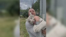 Едва помещается на руках: как выросла рожденная под Харьковом белая тигрица 📹
