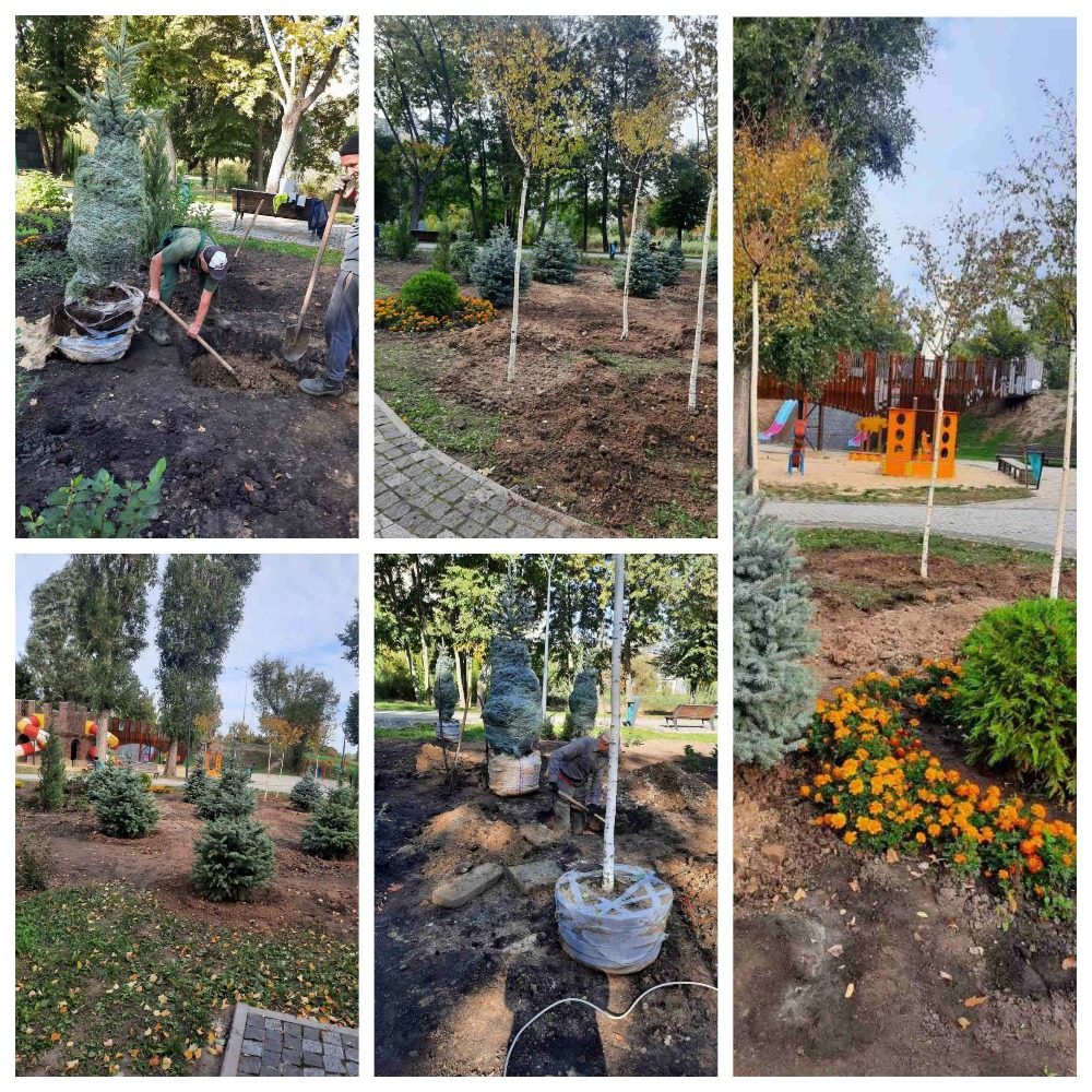 редкие деревья в Харькове