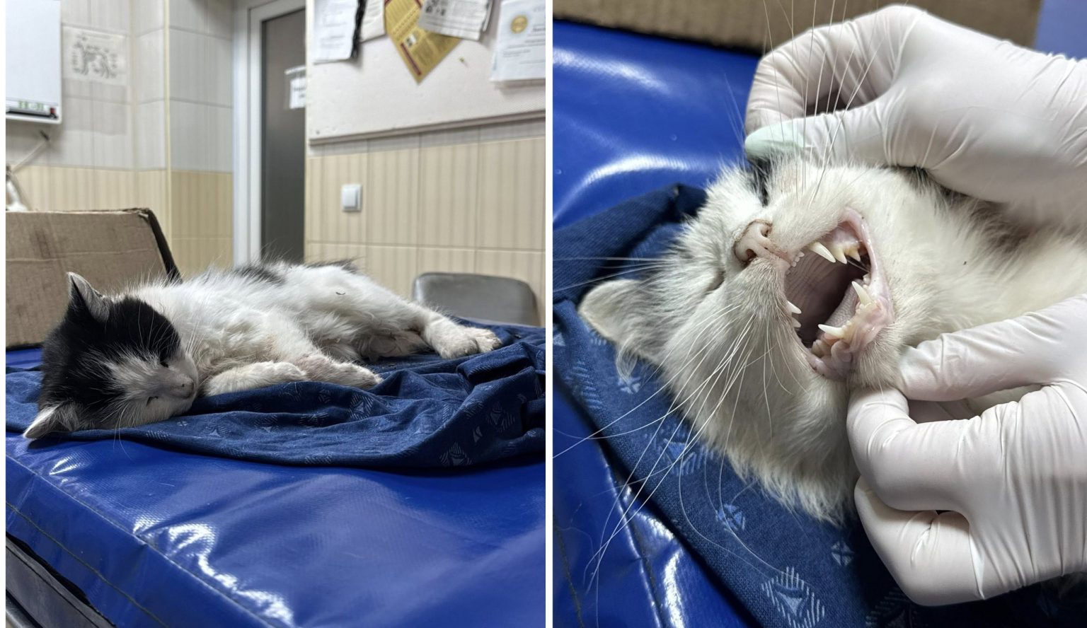 Внимание! В Харькове травят котов — предупреждение коммунальщиков