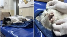 Увага! У Харкові труять котів – попередження комунальників