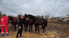 Операцію з порятунку коня з небезпечних територій показали в поліції (відео)