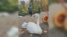 Лебеді переїхали з Центрального парку Харкова: чому і куди (фото)