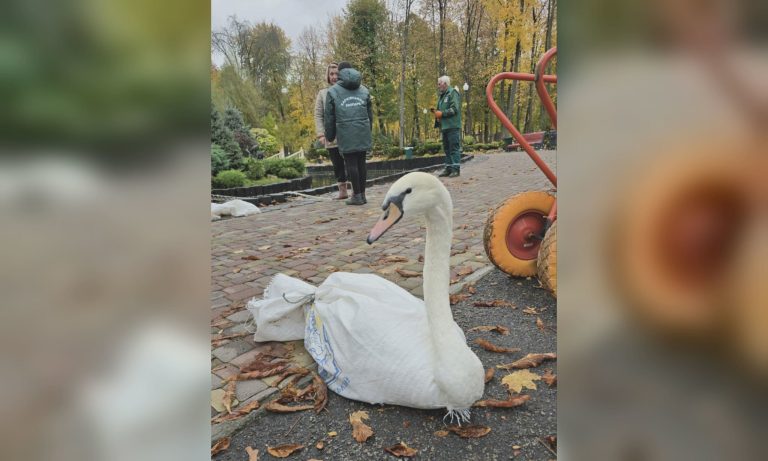 Лебеди переехали из Центрального парка Харькова: почему и куда (фото)