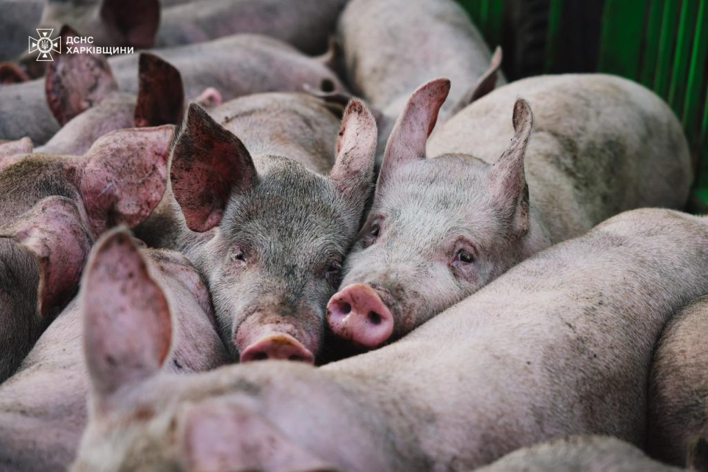 Убили свиней на Харьковщине