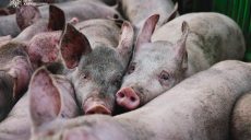 13 тисяч свиней загинули через російські обстріли Харківщини (фото, відео)