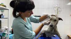 Господиня померла, а собака залишився прикутим у дворі: НП у Харкові