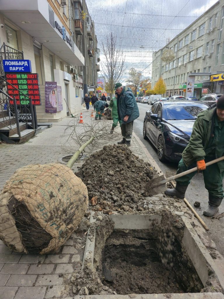 Высадка лип в центре Харькова в октябре 2025 года