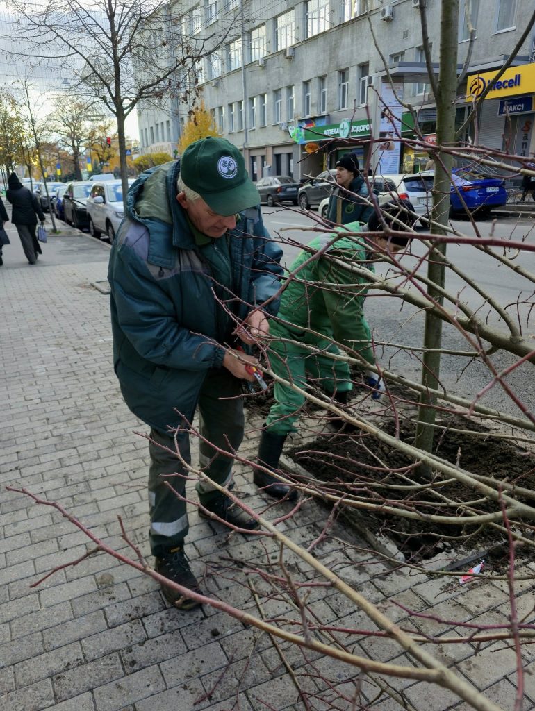 Высадка лип в центре Харькова в октябре 2025 года
